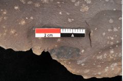 Foto (Detailsansicht) von Quercus palaeoilex Ettingshausen (NHMW-GEO-2024-0188-0783)
